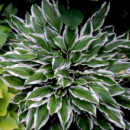 Хоста Альбомаргината (Hosta 'Albomarginata')