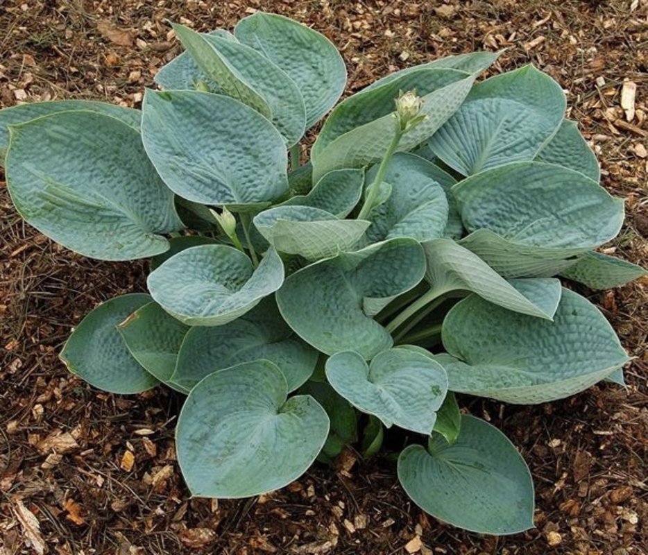 Хоста Биг Дэдди (Hosta 'Big Daddy')