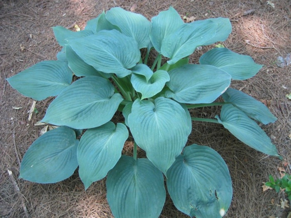 Хоста Блю Энджел (Hosta 'Blue Angel')