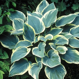 Хоста Ферст Фрост (Hosta 'First Frost')