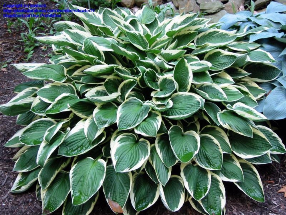 Хоста Франси (Hosta 'Francee')