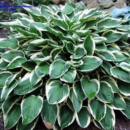 Хоста Франси (Hosta 'Francee')