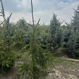 Ель обыкновенная Виргата (Picea abies 'Virgata') Змеевидная