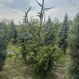 Ель обыкновенная Виргата (Picea abies 'Virgata') Змеевидная