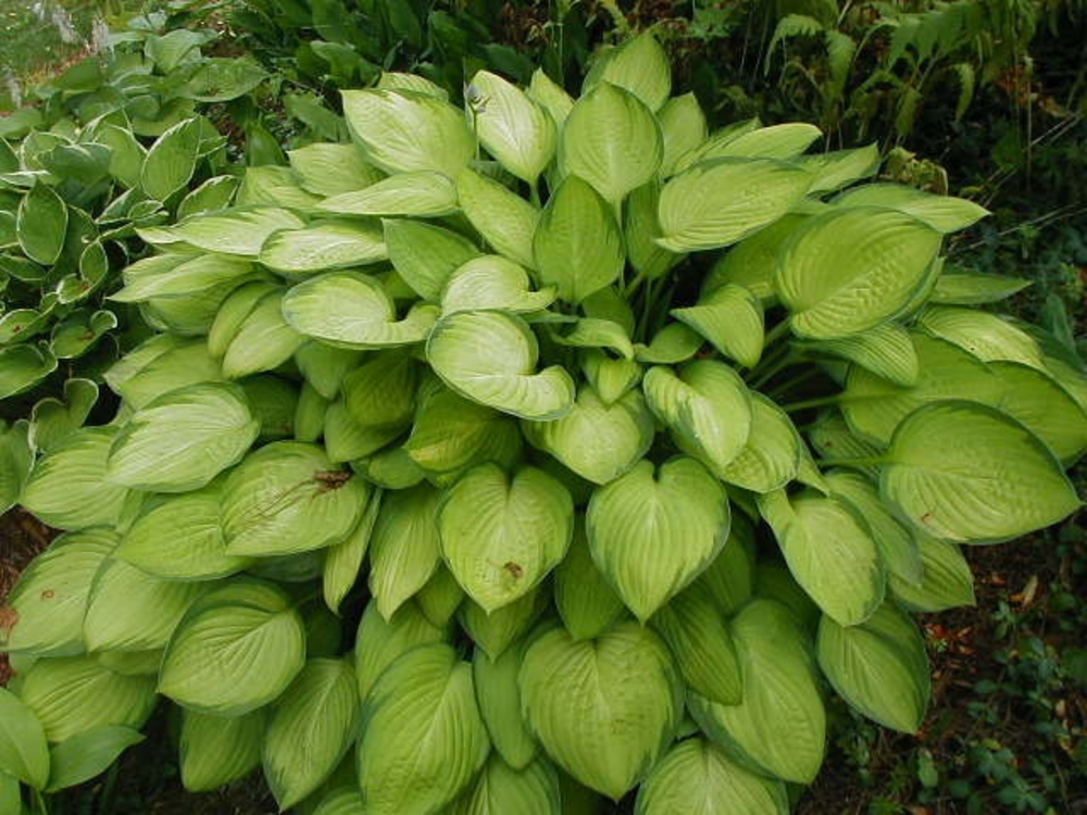 Хоста Голд Стандарт (Hosta 'Gold Standard')