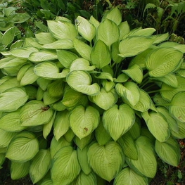Хоста Голд Стандарт (Hosta 'Gold Standard')