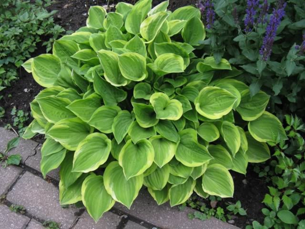 Хоста Голден Тиара (Hosta 'Golden Tiara')