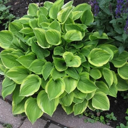 Хоста Голден Тиара (Hosta 'Golden Tiara')