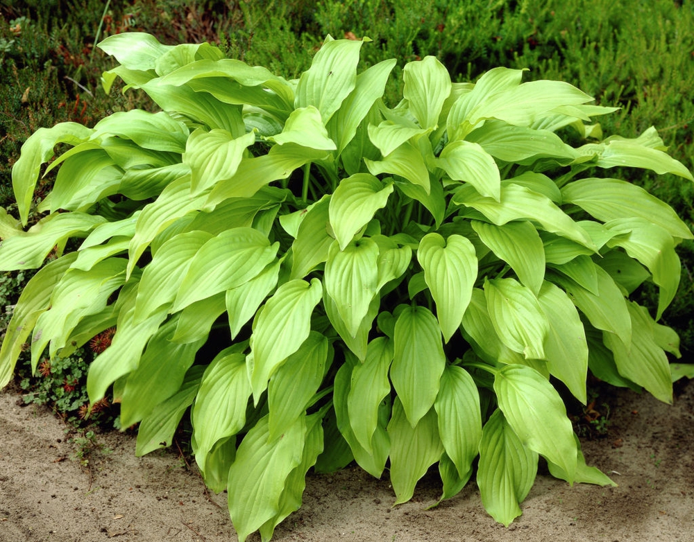 Хоста Ханибеллс (Hosta 'Honeybells')