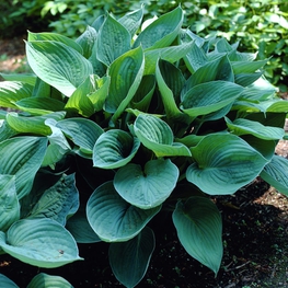 Хоста Гиацинтина (Hosta 'Hyacinthina')