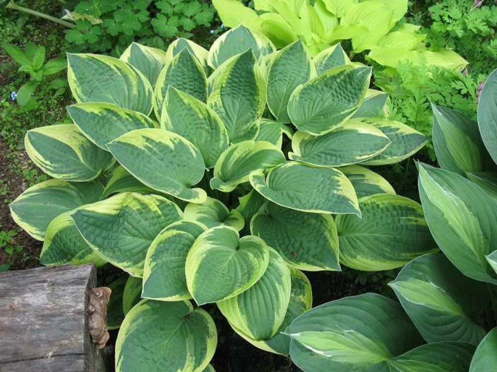 Хоста Мама Миа (Hosta 'Mama Mia')