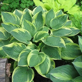 Хоста Мама Миа (Hosta 'Mama Mia')