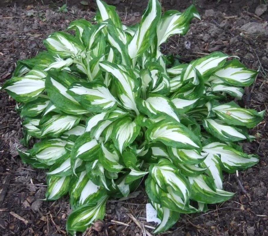 Хоста Медиовариегата (Hosta 'Mediovariegata')