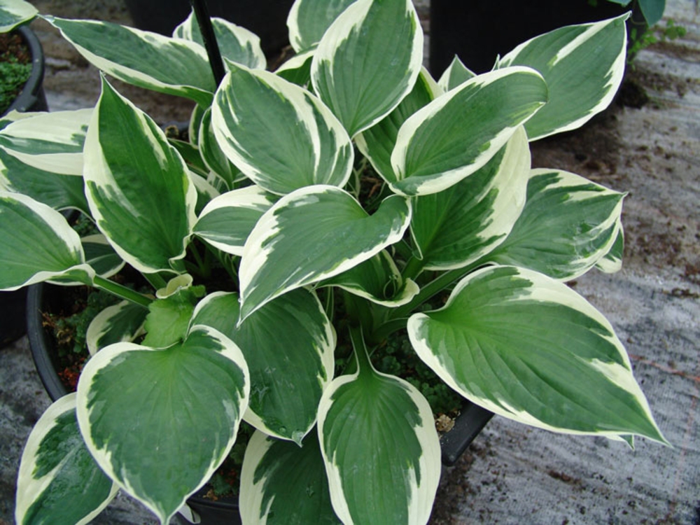 Хоста Минутмен (Hosta 'Minuteman')