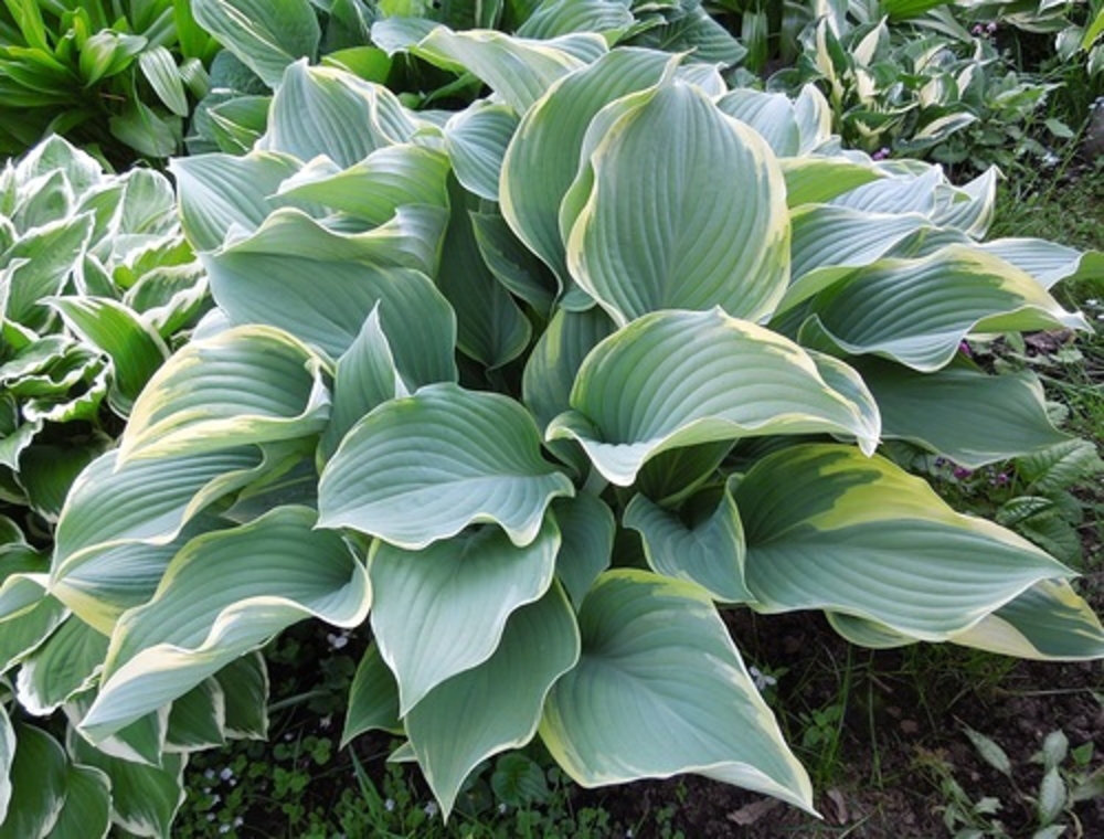 Хоста Регал Сплендор (Hosta 'Regal Splendor')