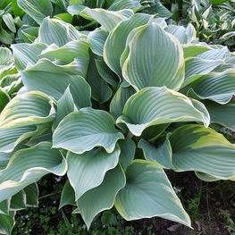 Хоста Регал Сплендор (Hosta 'Regal Splendor')