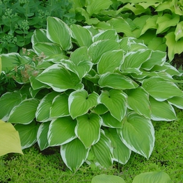 Хоста Ремемберд (Hosta 'Remembered')