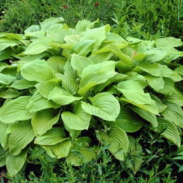Хоста Роял Стандарт (Hosta 'Royal Standard')