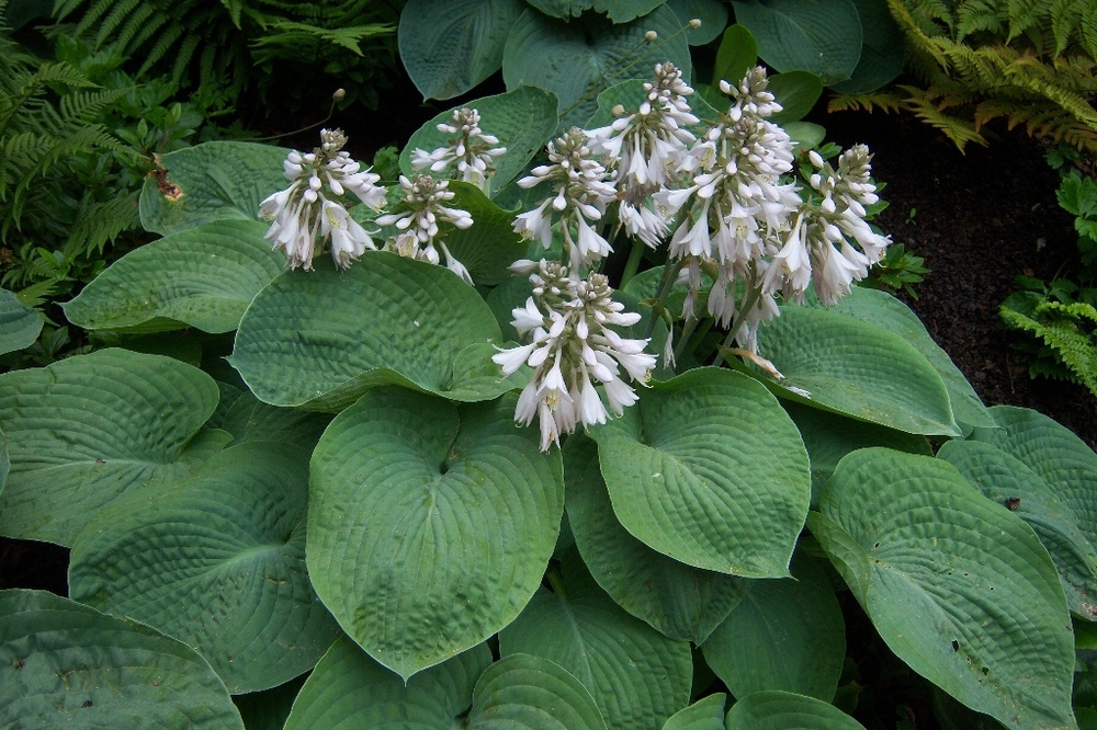 Хоста Зибольда (Hosta sieboldiana)