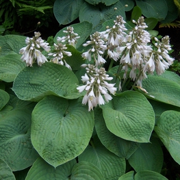 Хоста Зибольда (Hosta sieboldiana)
