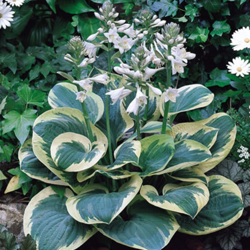 Хоста Сноу Кэп (Hosta 'Snow Cap')