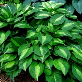 Хоста Стриптиз (Hosta 'Striptease')