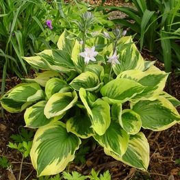 Хоста Твайлайт (Hosta 'Twilight')