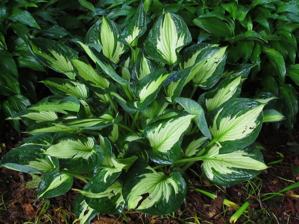 Хоста Вирлвинд (Hosta 'Whirlwind')