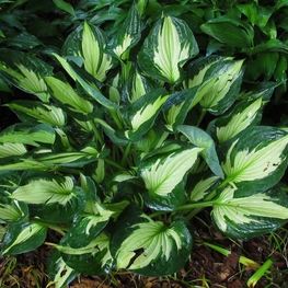 Хоста Вирлвинд (Hosta 'Whirlwind')