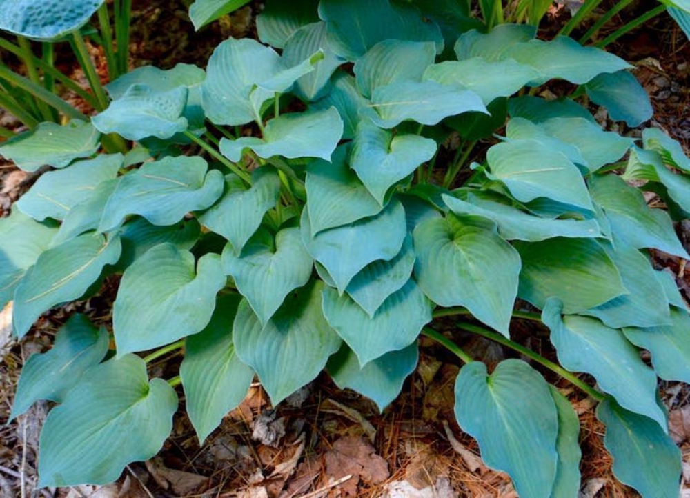 Хоста Блю Бой (Hosta 'Blue Boy')
