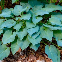Хоста Блю Бой (Hosta 'Blue Boy')