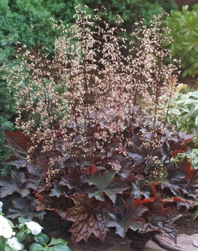 Гейхера мелкоцветковая Палас Пёрпл (Heuchera micrantha 'Palace Purple')