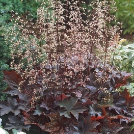 Гейхера мелкоцветковая Палас Пёрпл (Heuchera micrantha 'Palace Purple')