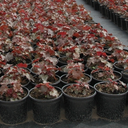 Гейхера мелкоцветковая Палас Пёрпл (Heuchera micrantha 'Palace Purple')