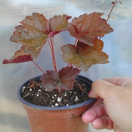 Гейхера мелкоцветковая Палас Пёрпл (Heuchera micrantha 'Palace Purple')