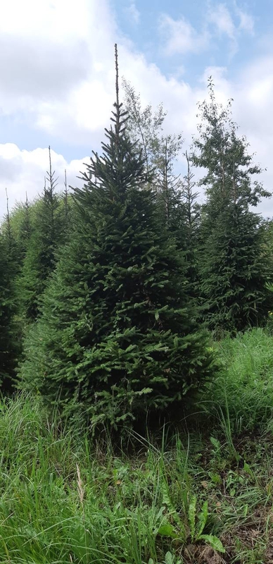 Ель обыкновенная (Picea abies) Экстра