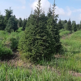 Ель обыкновенная (Picea abies) Экстра