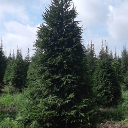 Ель обыкновенная (Picea abies) Экстра