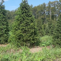Ель обыкновенная (Picea abies) Экстра
