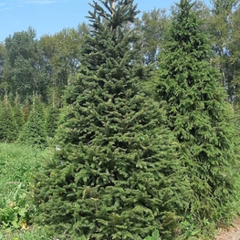 Ель обыкновенная (Picea abies) Экстра