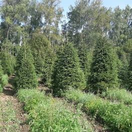Ель обыкновенная (Picea abies) Экстра