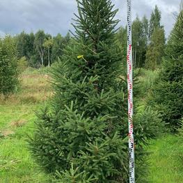 Ель обыкновенная (Picea abies) Экстра
