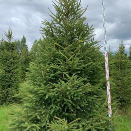 Ель обыкновенная (Picea abies) Экстра
