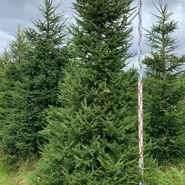 Ель обыкновенная (Picea abies) Экстра