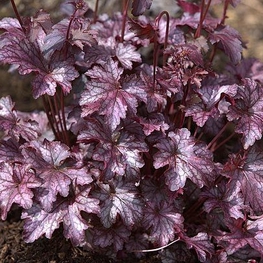 Гейхера Блэкберри Джем (Heuchera 'Blackberry Jam')