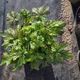 Гейхера Блэкберри Джем (Heuchera 'Blackberry Jam')