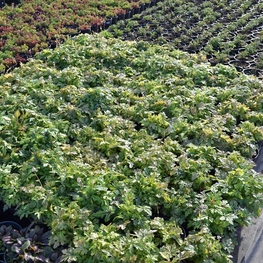 Гейхера Блэкберри Джем (Heuchera 'Blackberry Jam')