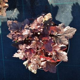 Гейхера Блэкберри Джем (Heuchera 'Blackberry Jam')