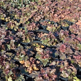 Гейхера Блэкберри Джем (Heuchera 'Blackberry Jam')