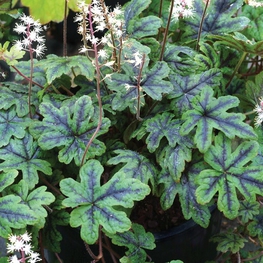 Гейхерелла (x Heucherella)